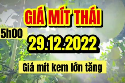 Thai jackfruit prices today