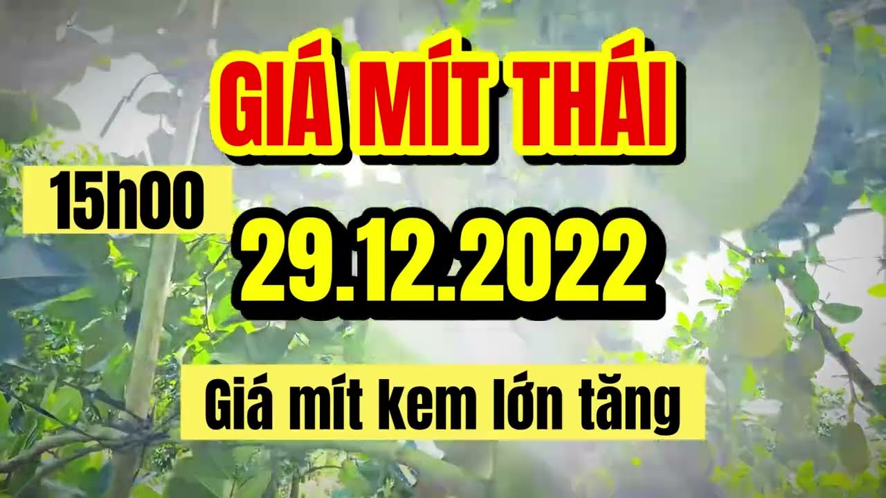 Thai jackfruit prices today