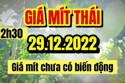 Thai jackfruit prices today