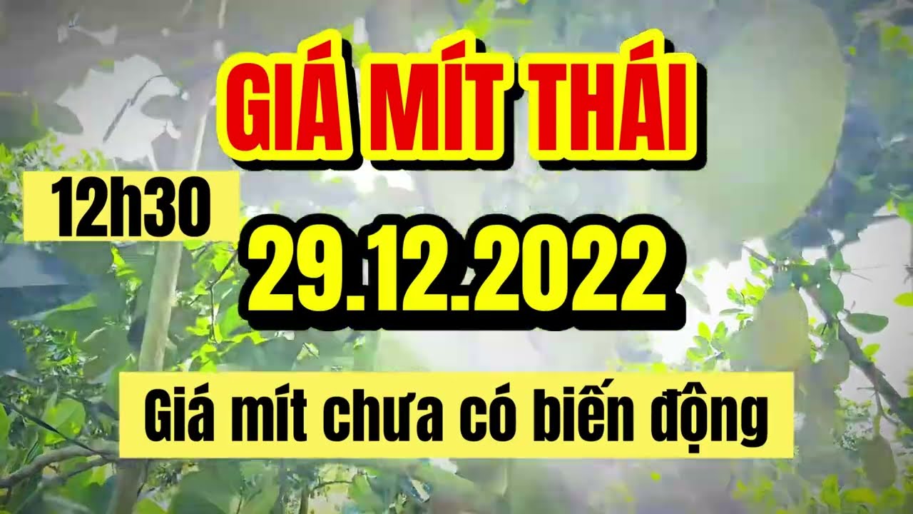 Thai jackfruit prices today