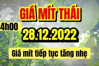 Thai jackfruit prices today