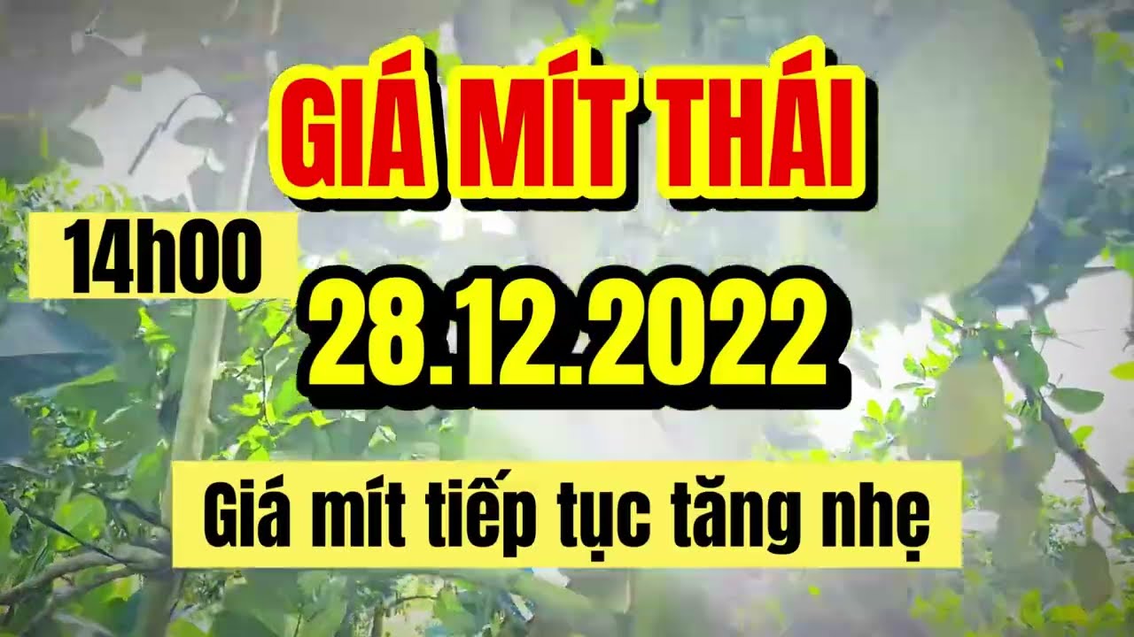 Thai jackfruit prices today