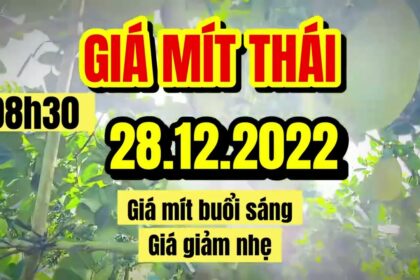 Thai jackfruit prices today