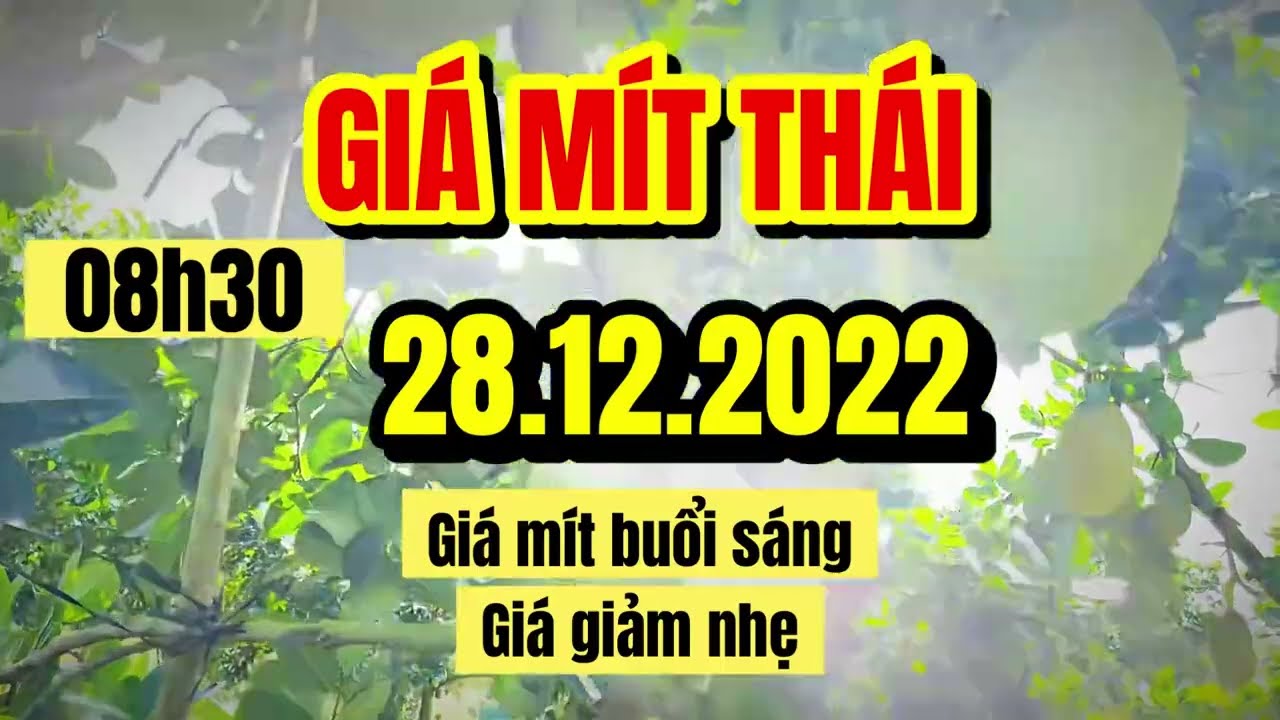 Thai jackfruit prices today