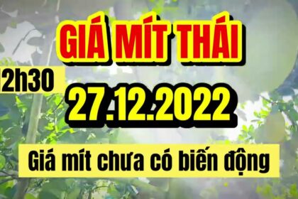 Thai jackfruit prices today