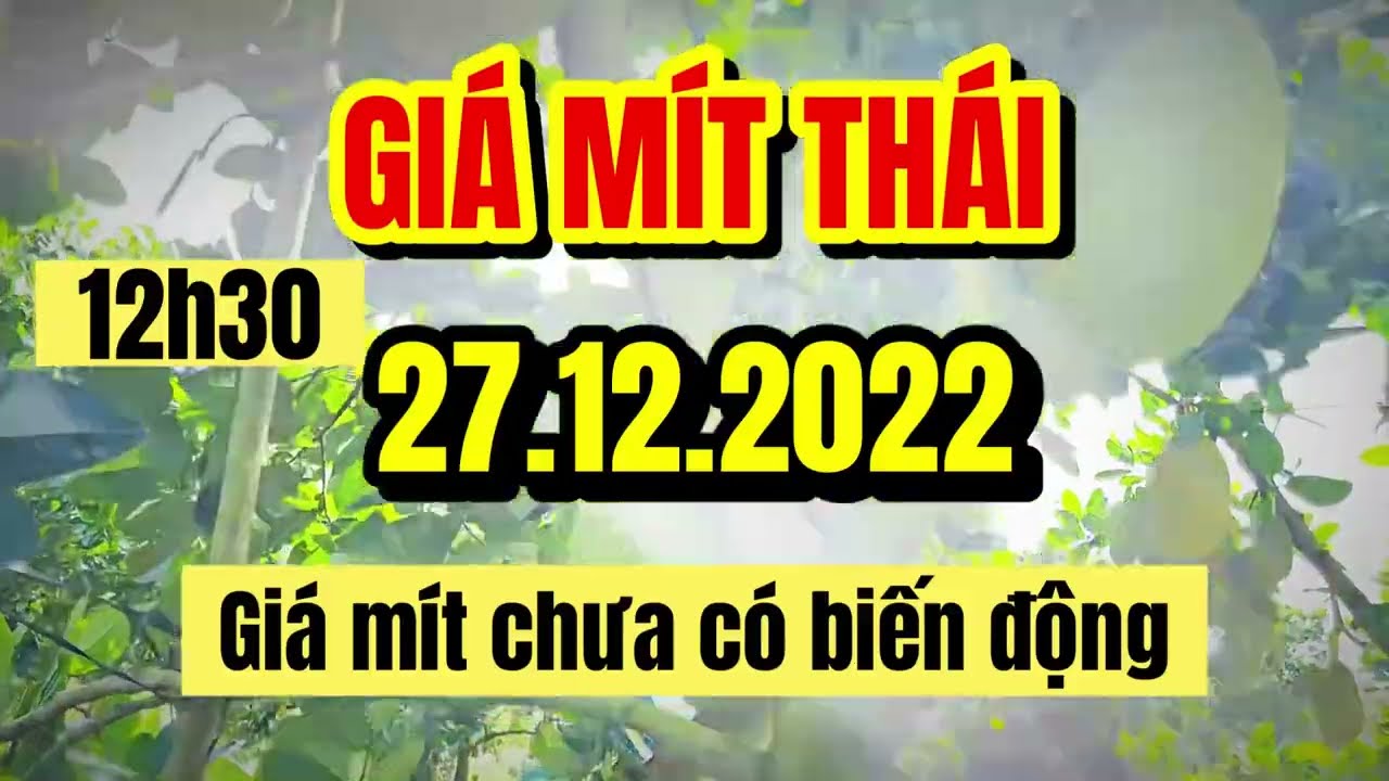 Thai jackfruit prices today