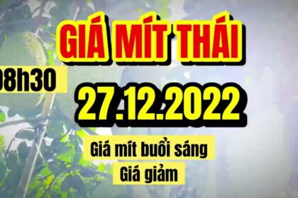 Thai jackfruit prices today