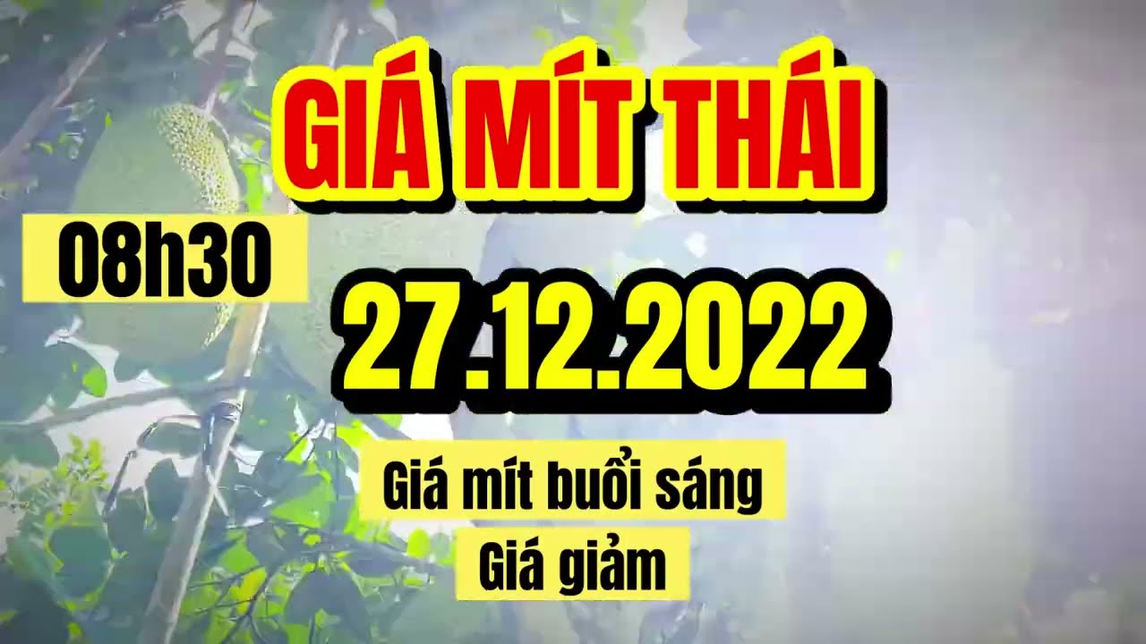 Thai jackfruit prices today