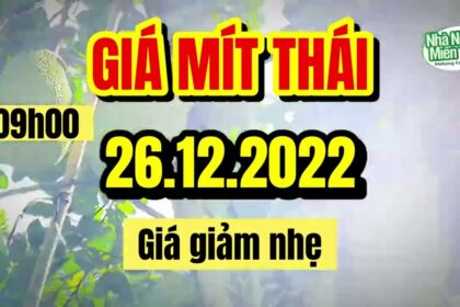 Thai jackfruit prices today