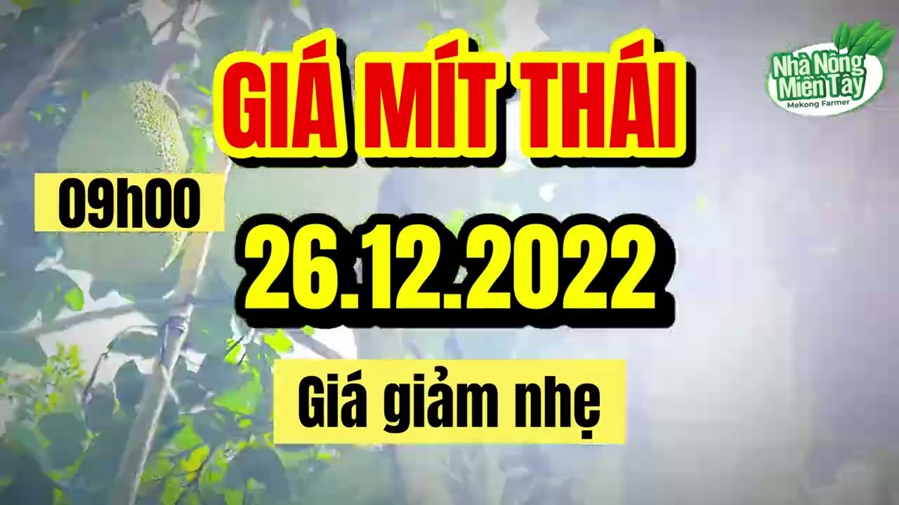 Thai jackfruit prices today