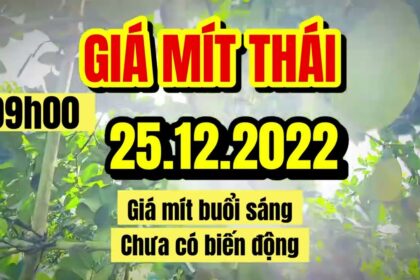 Thai jackfruit prices today
