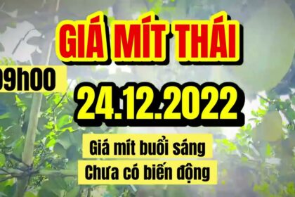 Thai jackfruit prices today