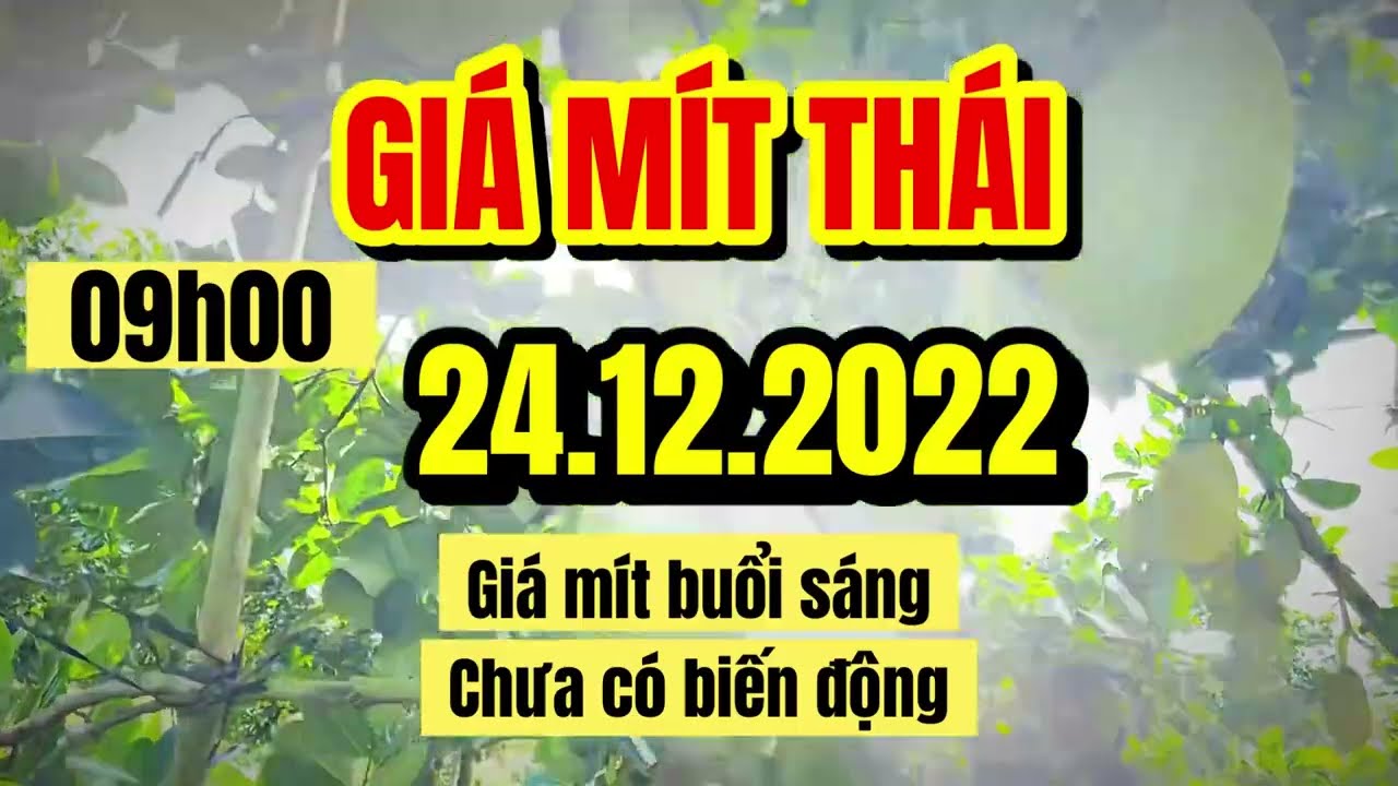 Thai jackfruit prices today