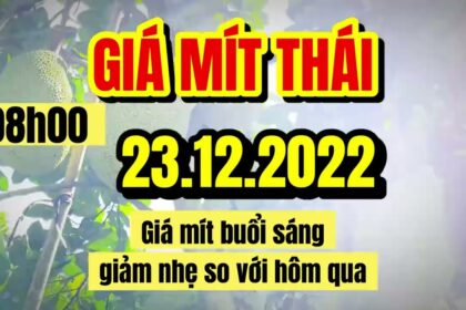 Thai jackfruit prices today