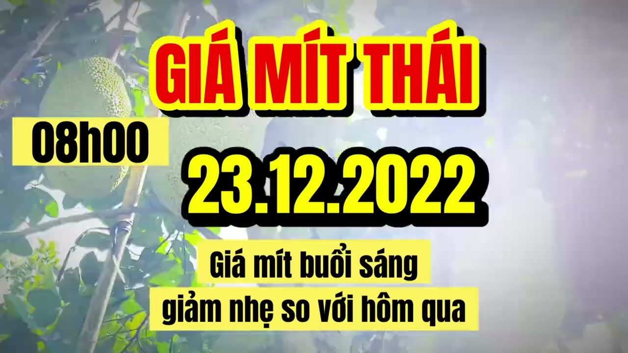 Thai jackfruit prices today