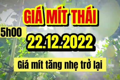 Thai jackfruit prices today