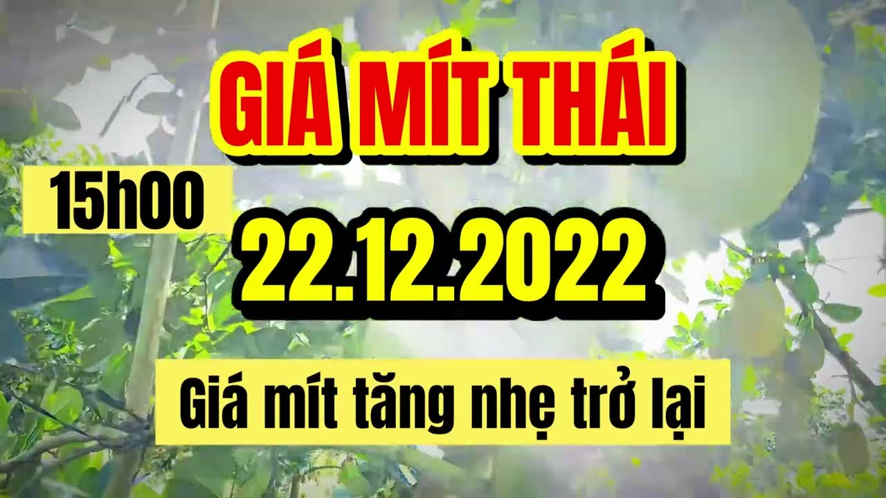 Thai jackfruit prices today