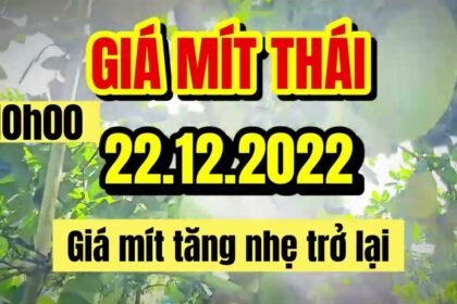 Thai jackfruit prices today