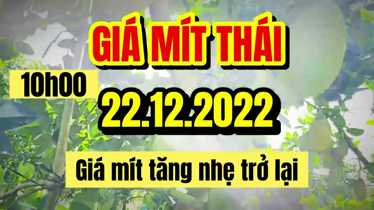 Thai jackfruit prices today