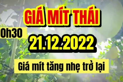 Thai jackfruit prices today