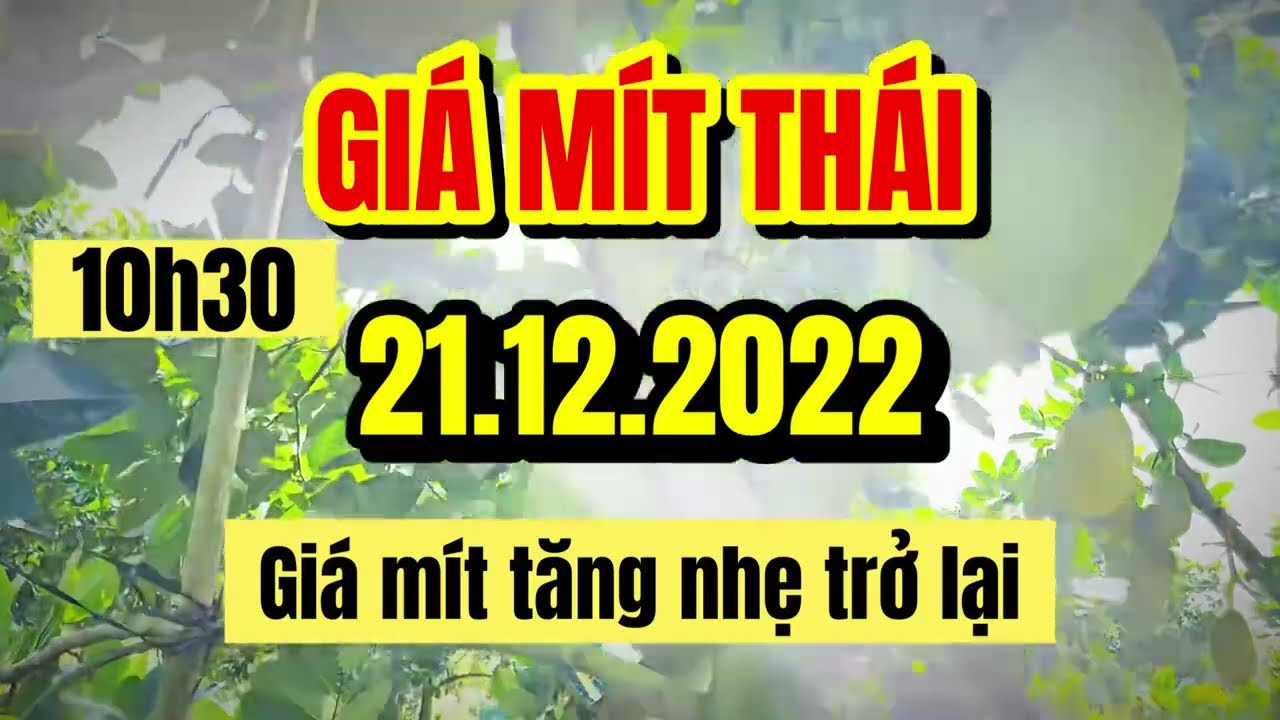 Thai jackfruit prices today