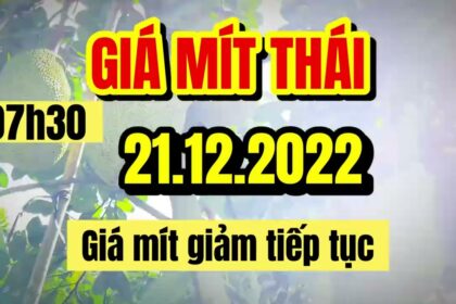 Thai jackfruit prices today
