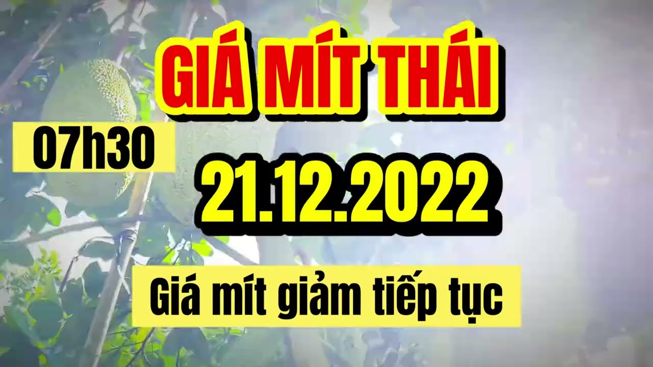 Thai jackfruit prices today