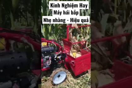 corn harvest