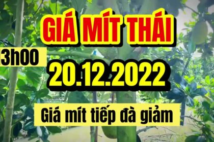 Thai jackfruit prices today