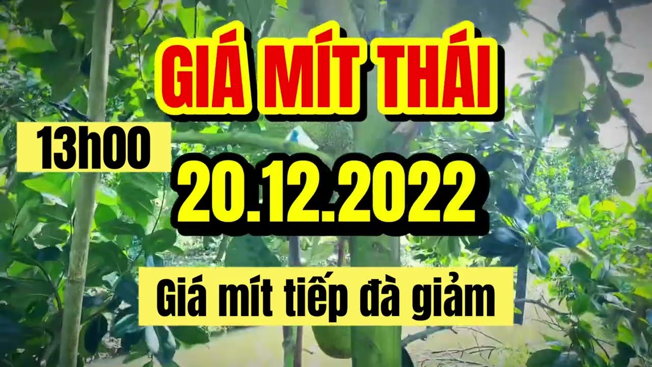 Thai jackfruit prices today