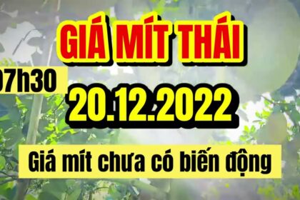 Thai jackfruit prices today