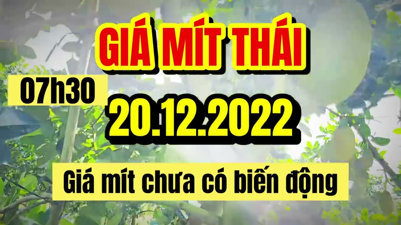 Thai jackfruit prices today