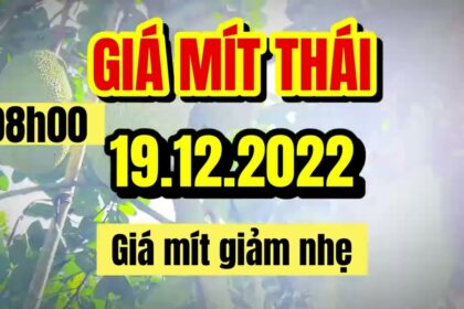 Thai jackfruit prices today