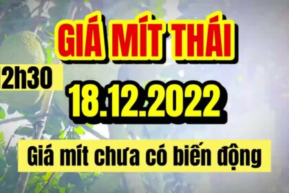 Thai jackfruit prices today
