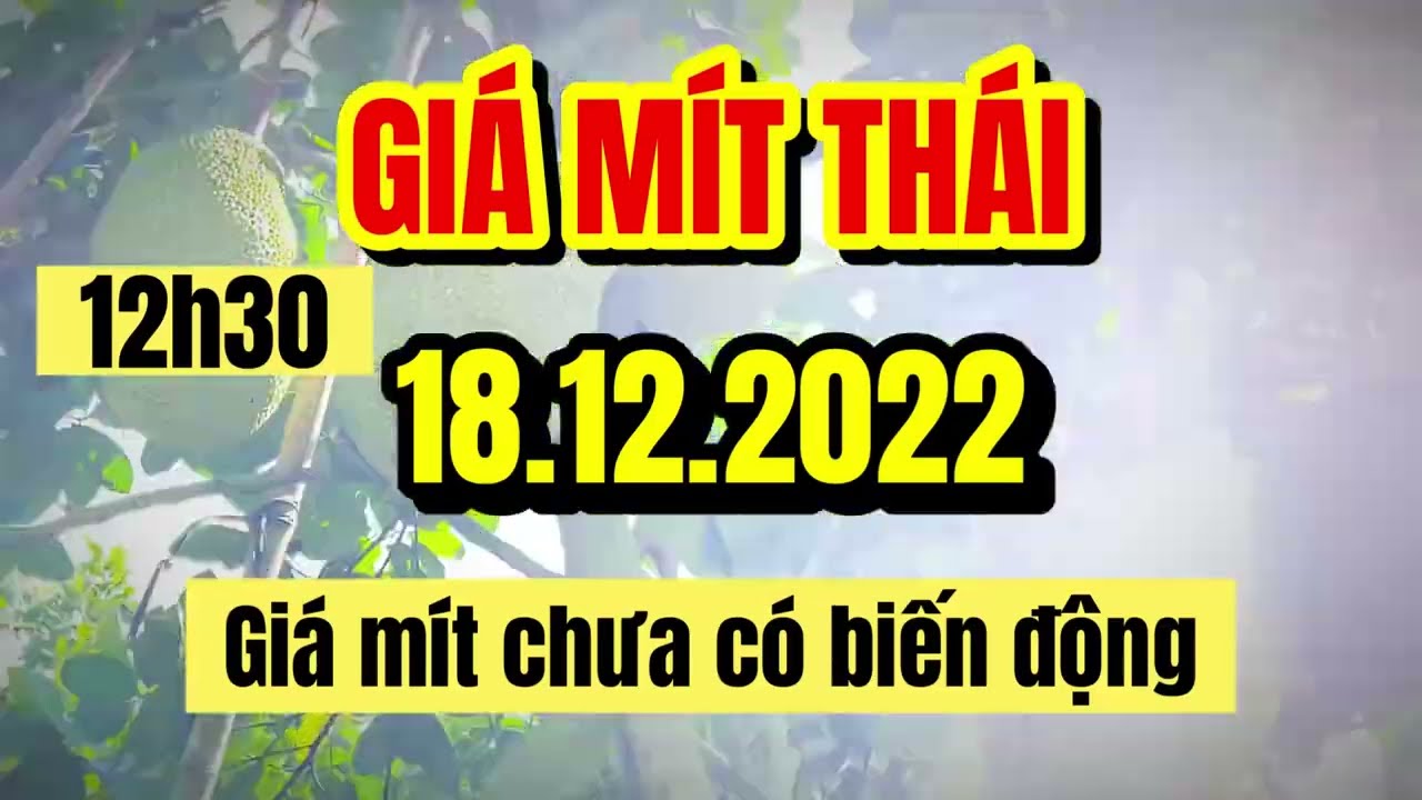 Thai jackfruit prices today