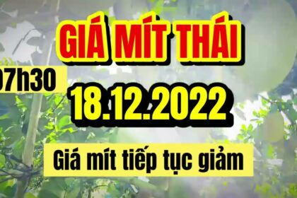 Thai jackfruit prices today