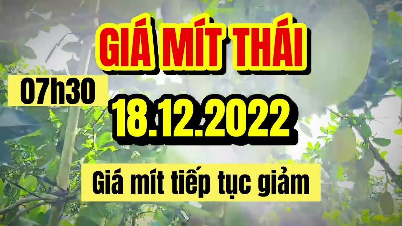 Thai jackfruit prices today
