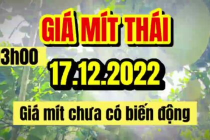 Thai jackfruit prices today