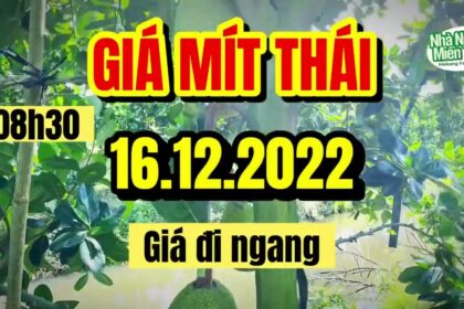 Thai jackfruit prices today