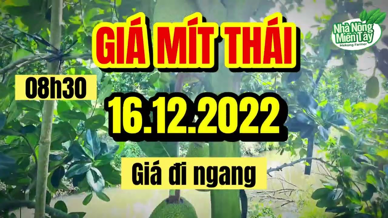Thai jackfruit prices today