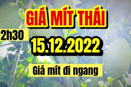 Thai jackfruit prices today