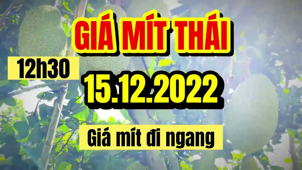 Thai jackfruit prices today