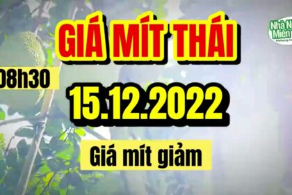 Thai jackfruit prices today