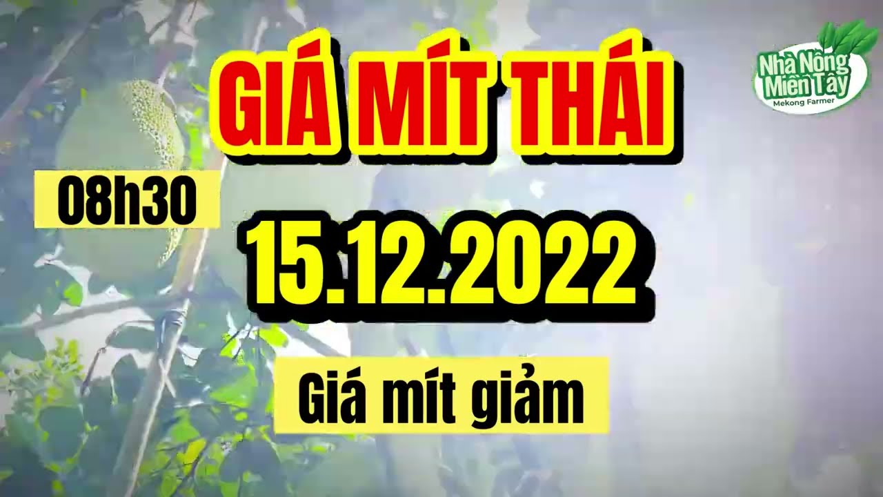 Thai jackfruit prices today