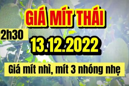 Thai jackfruit prices today