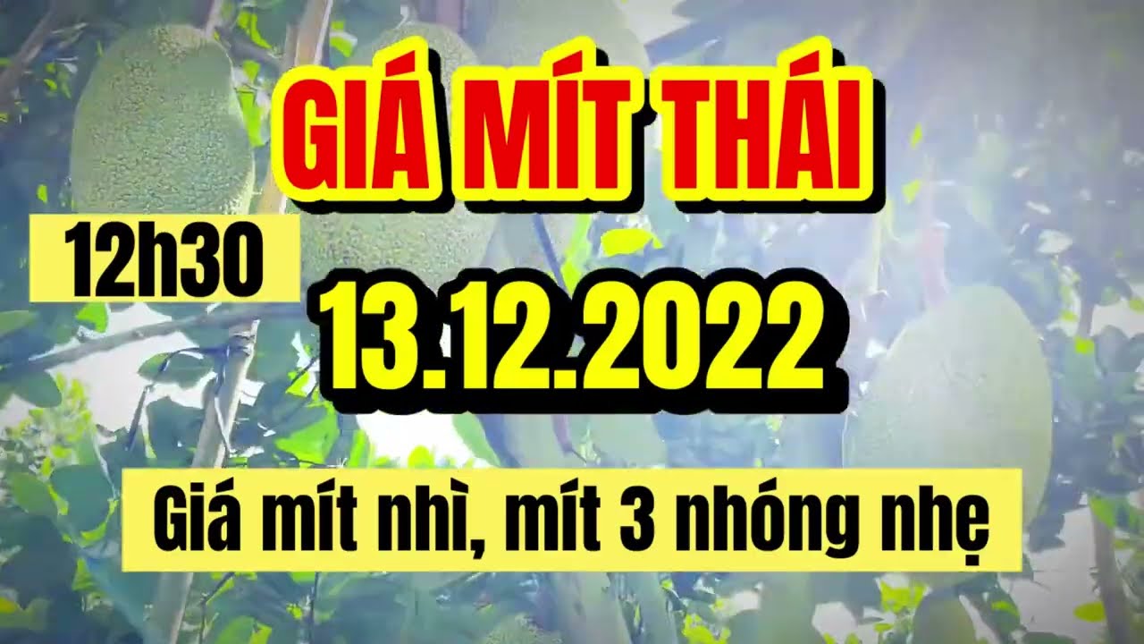 Thai jackfruit prices today