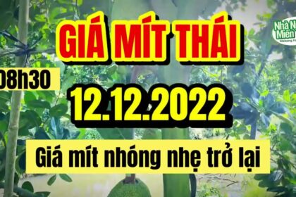 Thai jackfruit prices today