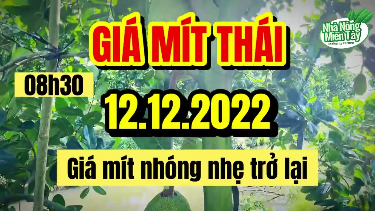 Thai jackfruit prices today