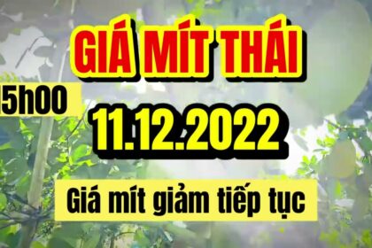Thai jackfruit prices today