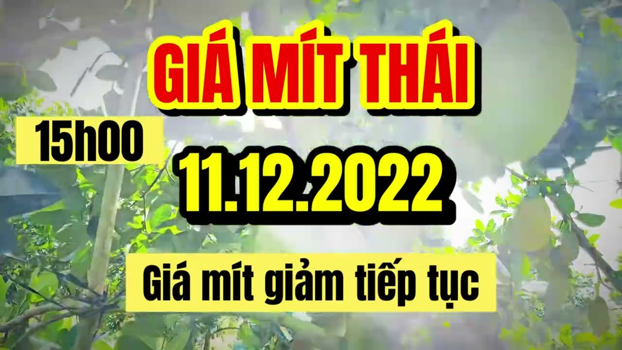 Thai jackfruit prices today